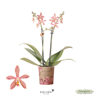 Orquídea Spider Especial, Color Naranja, Orquídeas Phalaenopsis, Tamaño de maceta 09cm