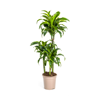 Dracaena Deremensis Dorado kamerplant met donkergroene bladeren en gouden rand