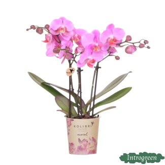 Orquídea mariposa Frederikstad