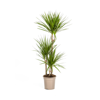 Dracaena Marginata ‘Green’ – Planta de interior atemporal con hojas de color verde profundo | 4 tamaños