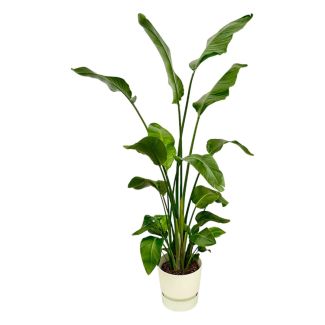 Strelitzia Nicolai – Planta del Ave del Paraíso Blanca 170 cm - con o sin macetas elegantes de Elho