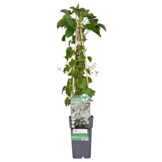 Hortensia trepadora blanca | 1, 3 o 4 piezas
