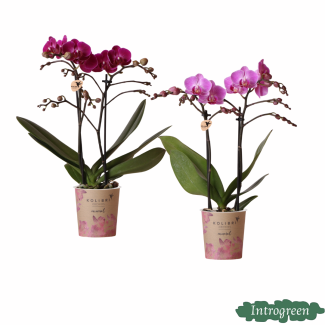 Caja sorpresa; 2 orquídeas mariposa diferentes