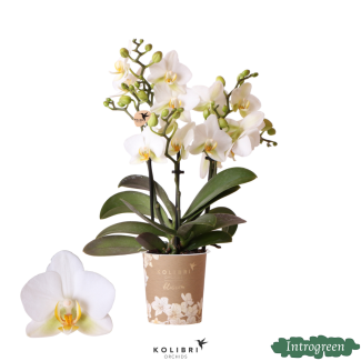Orquídea mariposa Lausana