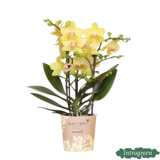 Orquídea mariposa Albenga