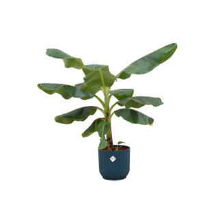 Comprar planta de plátano (Musa) – Planta de interior exótica de 100 cm con elección de maceta decorativa