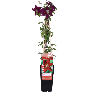 Clemátide ‘Niobe’ – Planta trepadora de flores rojas – Ø15 cm – ↨65 cm de altura 1,2, 4 Piezas
