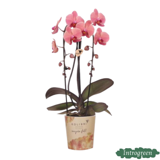 Orquídea mariposa Narbonne
