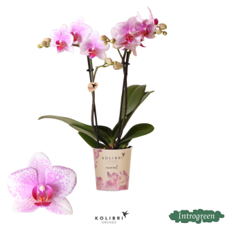 orquídea mariposa Rotterdam
