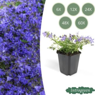 Campanula azul