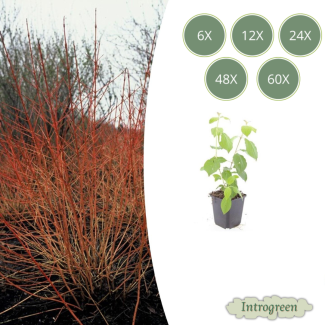 Cornus 'Fuego de Invierno'