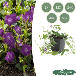 Pequeña vinca morada