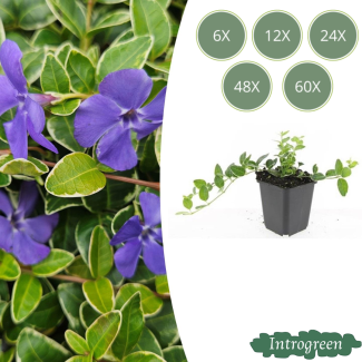 Vinca menor azul/violeta