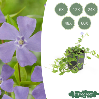 Pequeña Vinca Azul-Violeta