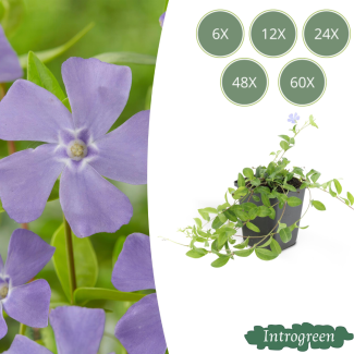 Pequeña Vinca, Azul claro - lila