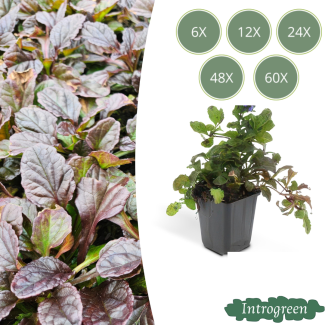 Ajuga reptans