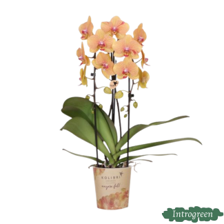 Orquídea mariposa Sunny Bunny