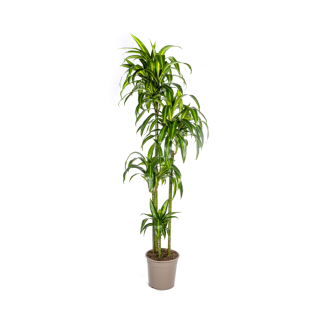 Dracaena Deremensis 'Hawaiian Sunshine' – Drago tropical | Planta de interior 70-190 cm