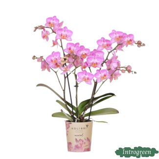 Orquídea mariposa Suiza