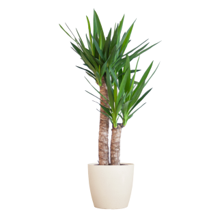 Yucca Elephantipes Palma de Cera con Maceta o Cesta – aprox. 90 cm – Ø21 cm