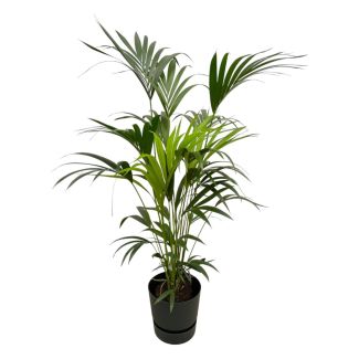 Palma Kentia interior – Howea forsteriana – 160cm – elige maceta decorativa o sin maceta