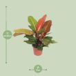 Philodendron Prince of Orange 50 cm
