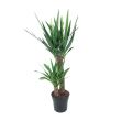 Palmlelie