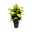 Croton Mrs. Iceton