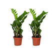 2 ZZ-planten