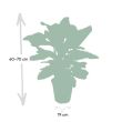 Pauwenplant 60 - 70 cm