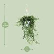 Klimop hangplant 80 cm