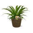 Asplenium varen