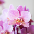 Bloeiende orchidee voor woonkamer of kantoor