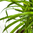 Olifantspoot plant tropische uitstraling