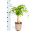 Olifantspoot Beaucarnea Recurvata 50 cm