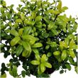 Ilex crenata ‘Jenny’ – donkergroen blad van dichtbij