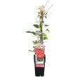 Clematis Rouge Cardinal klimplant in pot Ø15cm, hoogte 65cm