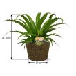 Asplenium varen 40 cm