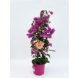 Bougainvillea klimplant