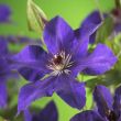 Close-up van paarse bloemen van Clematis 'The President' met opvallende meeldraden