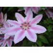 Close-up van bloem van Clematis 'Nelly Moser' met roze streep

