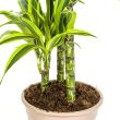 Dracaena Deremensis Lemon Lime stammen