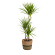 Dracaena Marginata Green met mand ↕110-130