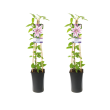 Twee Clematis 'Nelly Moser' planten naast elkaar in pot