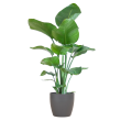 Strelitzia nicolai met Viber pot grijs – 80 cm