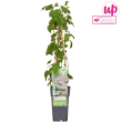 Bruidssluier Weelderige Fallopia baldschuanica met witte bloemen 