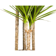 Grote Dracaena Marginata Green kamerplant tot 190 cm hoog