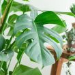 bladeren van demonstera deliciosa Ø24 - 120cm hoge gatenplant