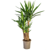 Palmlelie Yucca Vertakt