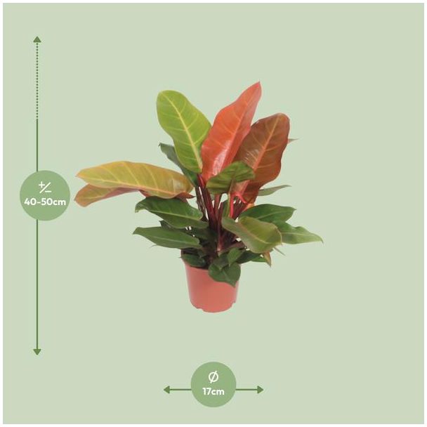 Philodendron Prince of Orange 50 cm